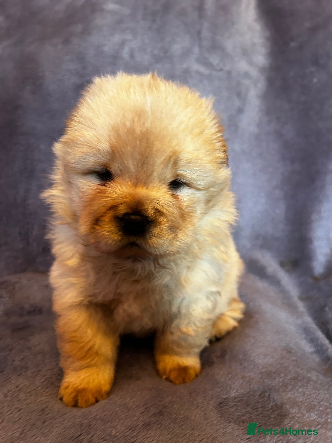 Chow Chow dogs for sale: Stunning chow chow puppies  - Advert 27