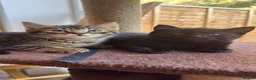 British Shorthair cats for sale: Two female and two male kittens  - Advert 10