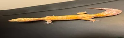 Leopard Gecko reptiles for sale: White&Yellow Snow Tremper 50% Het Eclipse - Advert 3