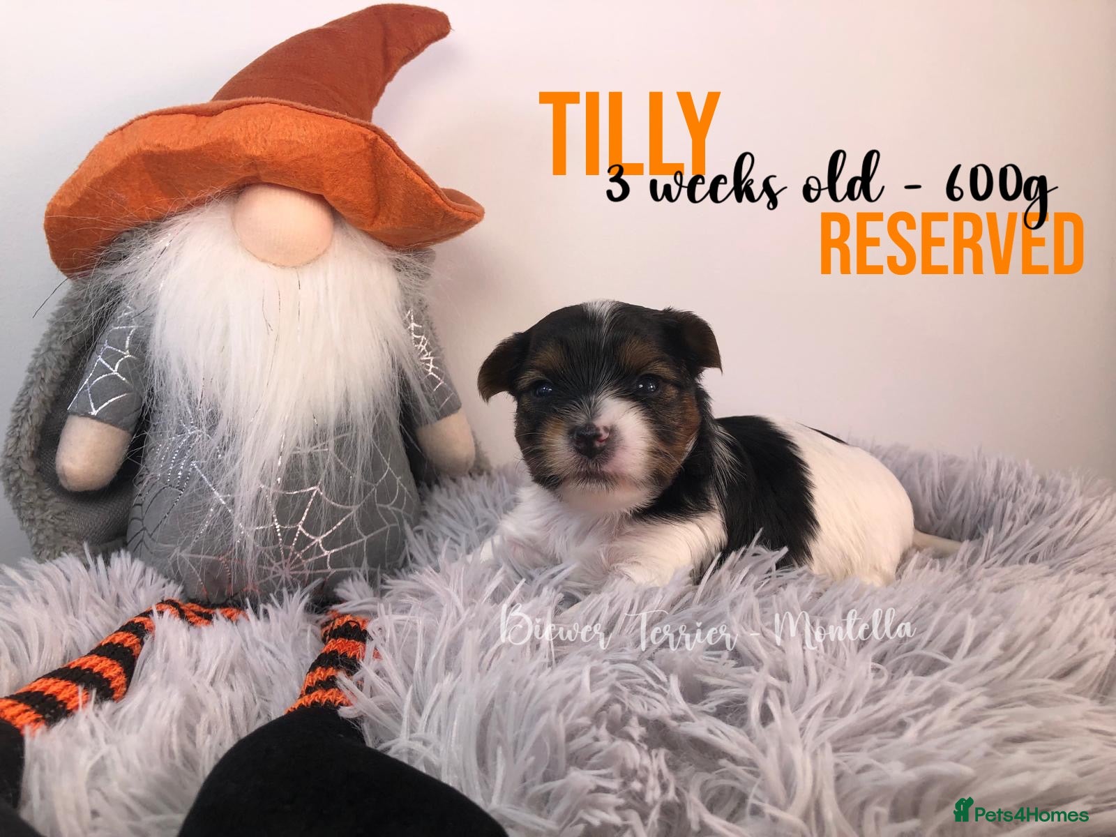 Yorkshire Terrier dogs for sale: Three Adorable Biewer Terrier Puppies LEFT! - Advert 2
