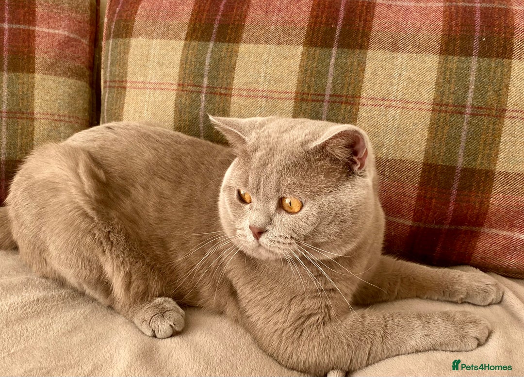 British Shorthair cats for stud: GCCF Active Lilac British ShortHair Stud in Glasgow - Image 4