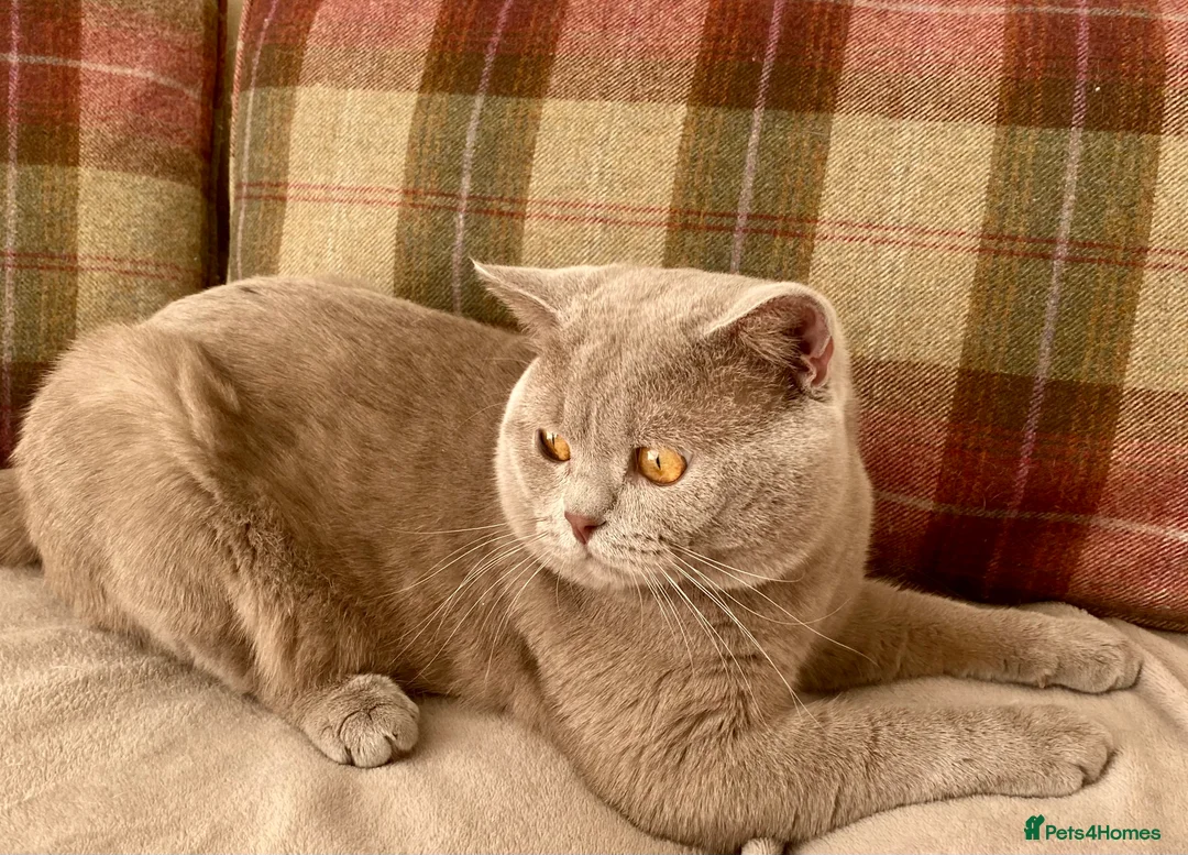 British Shorthair cats for stud: GCCF Active Lilac British ShortHair Stud in Glasgow - Advert 4