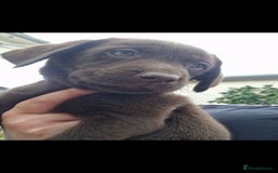 Labrador Retriever dogs for sale: KC REGISTERED CHOCOLATE LABRADOR  - Image 7