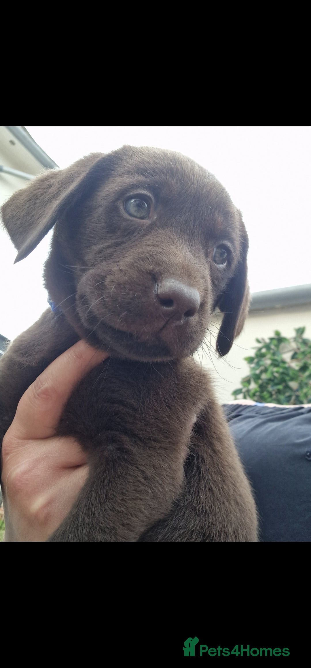 Labrador Retriever dogs for sale: KC REGISTERED CHOCOLATE LABRADOR  - Image 7