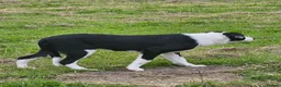 Border Collie dogs for sale: ISDS Border Collie Pups - Advert 10