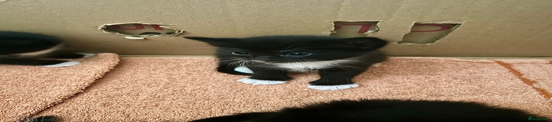 Turkish Angora Kitten 4