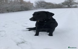 Labrador Retriever dogs for sale: Stunning Black Labrador Puppies - Image 6