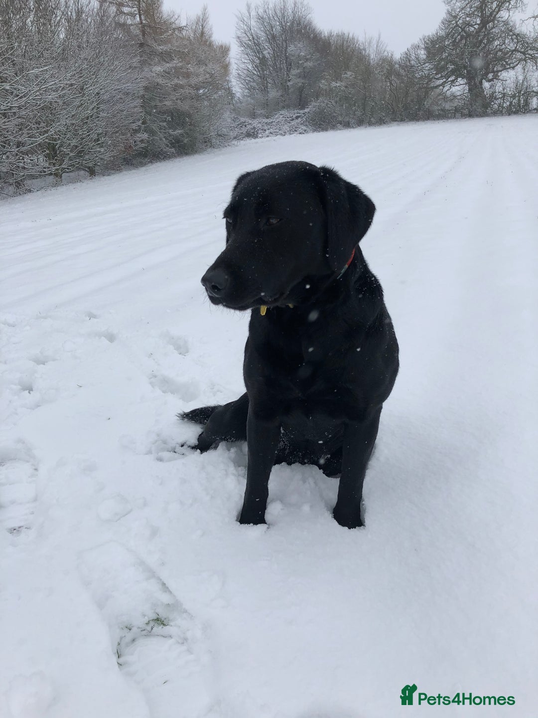 Labrador Retriever dogs for sale: Stunning Black Labrador Puppies - Image 6