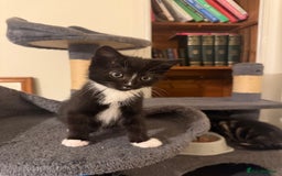 Mixed Breed cats for sale: Beautiful Black jand White female for sale  - Image 1