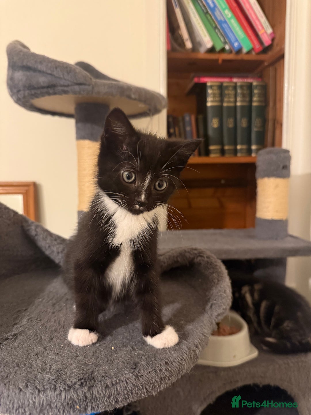 Mixed Breed cats for sale: Beautiful Black jand White female for sale  - Image 1