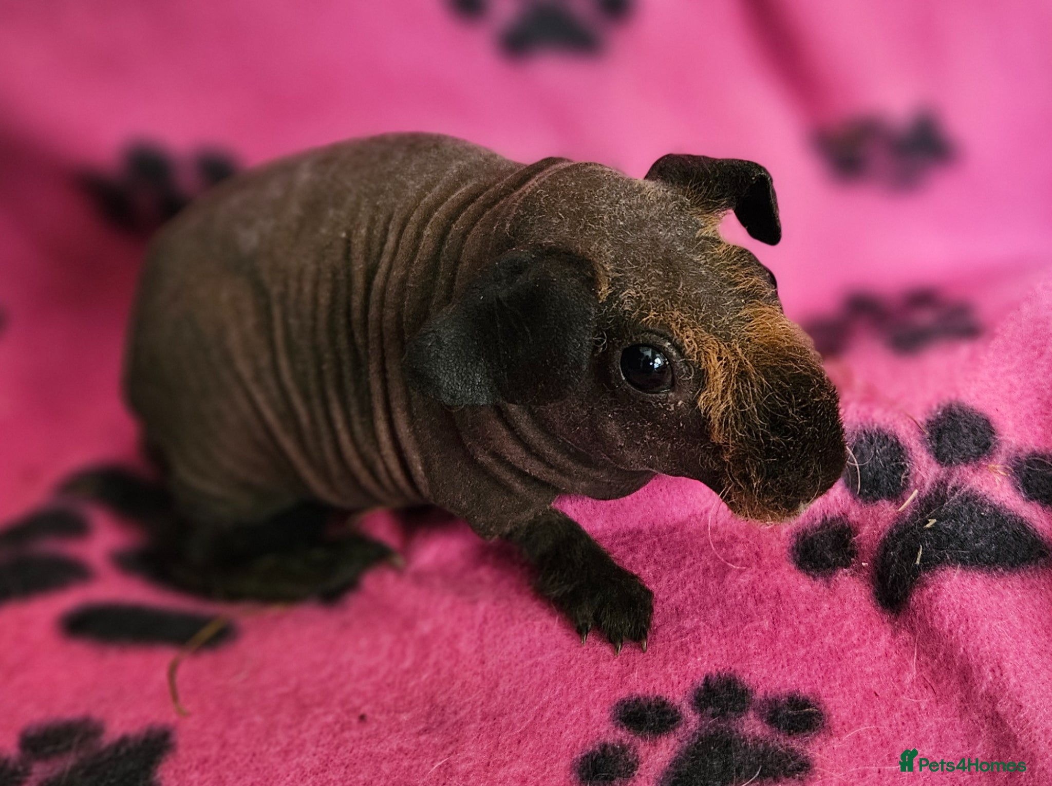 Guinea Pig rodents Skinnys Werewolfs & Lakelands Available  - Advert 17