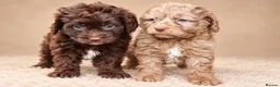 Cavapoo dogs for sale: F1 rare chocolate/choc Merle Cavapoo pups - Advert 1