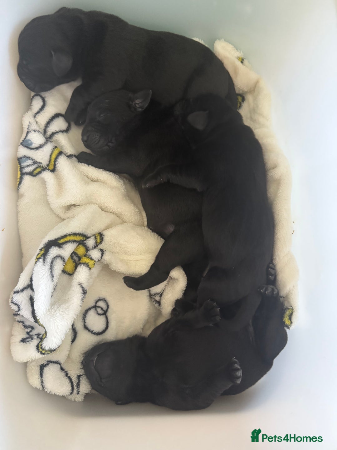 Labrador Retriever dogs for sale: Litter of 9 Labrador puppies for sale  - Image 5