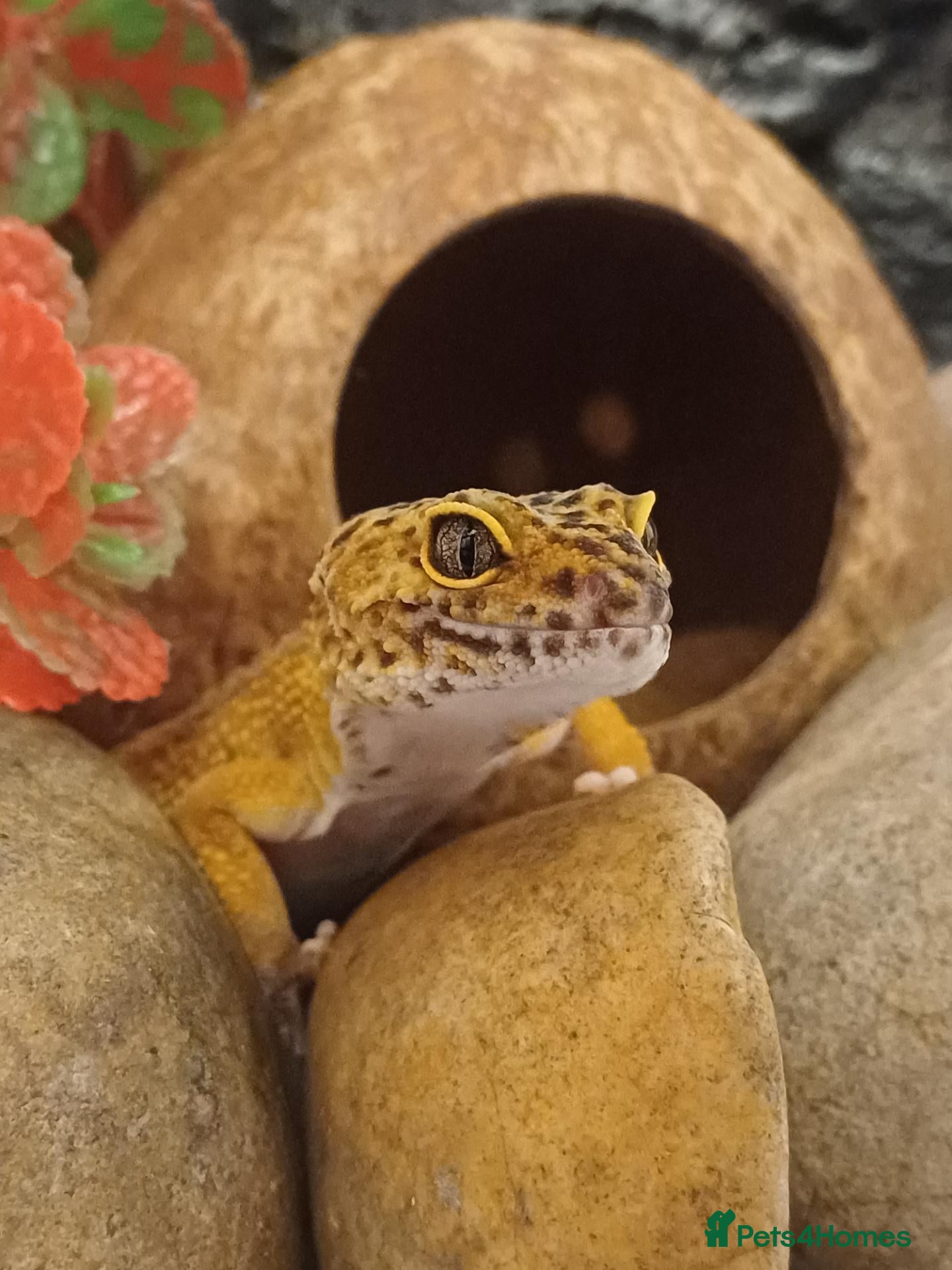 Leopard Gecko reptiles Female Leopard gecko  - Advert 2