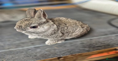 Netherland Dwarf rabbits - Advert 5