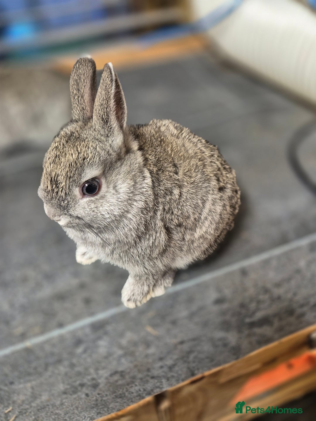 Netherland Dwarf rabbits for sale: Baby Netherland dwarf rabbits  - Image 2