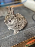 Netherland Dwarf rabbits - Advert 5