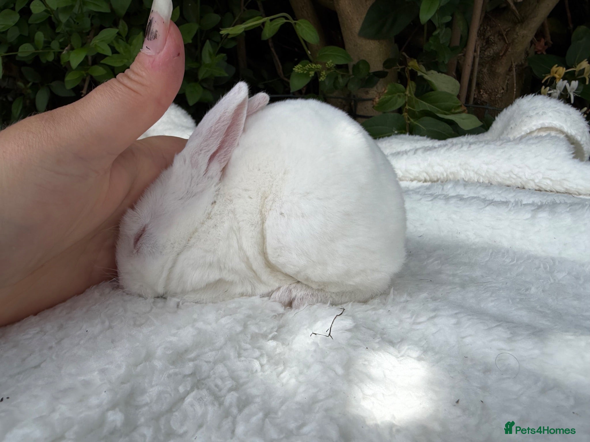 Rex rabbits ONE LEFT stunning blue eyed white mini rex baby - Advert 5