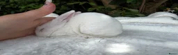 Rex rabbits for sale: ONE LEFT stunning blue eyed white mini rex baby in Whitchurch - Advert 1
