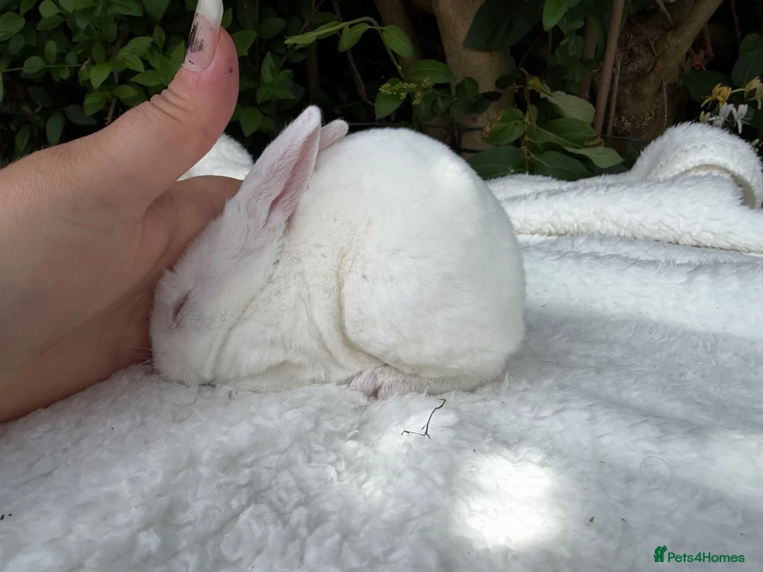 Rex rabbits for sale: ONE LEFT stunning blue eyed white mini rex baby in Whitchurch - Advert 1