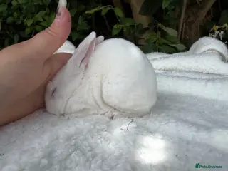 Rex rabbits ONE LEFT stunning blue eyed white mini rex baby - Advert 5