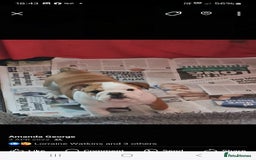 English Bulldog dogs for sale: Show Kennel Avaword Bulldog puppies  - Image 2