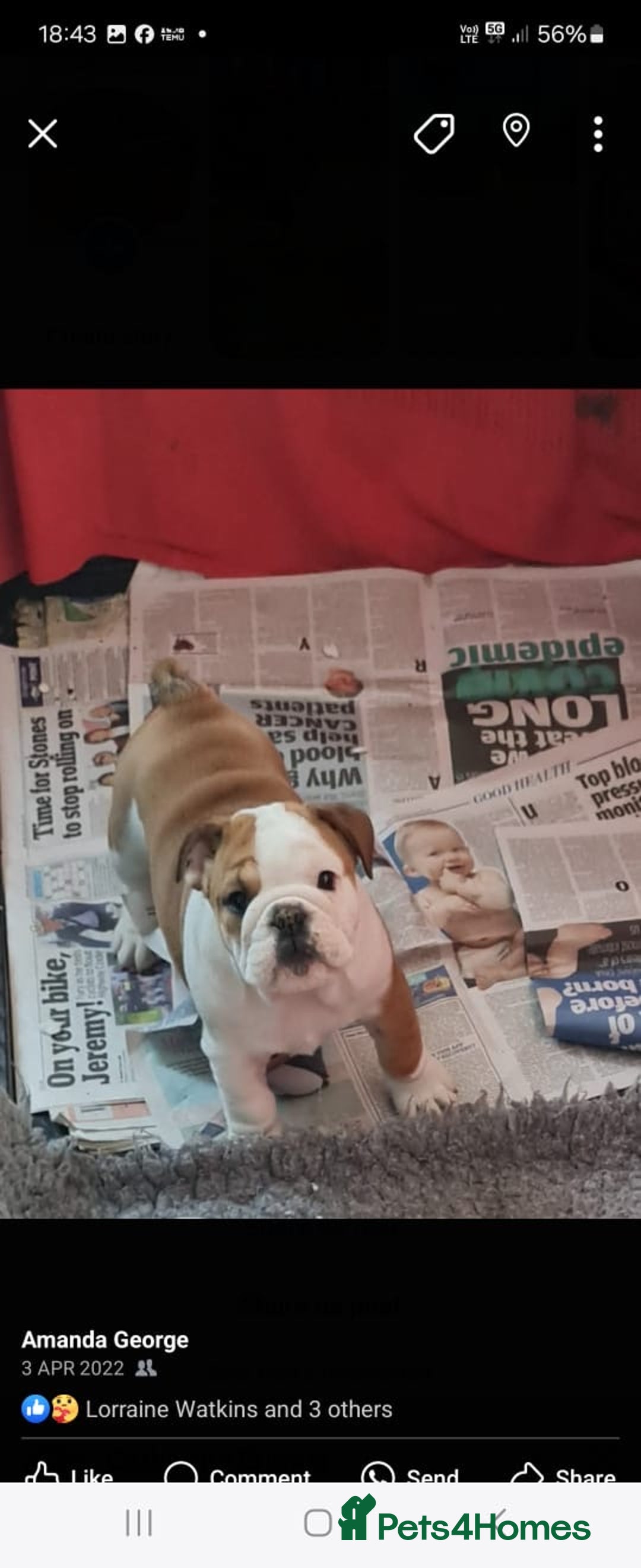 English Bulldog dogs for sale: Show Kennel Avaword Bulldog puppies  - Image 2