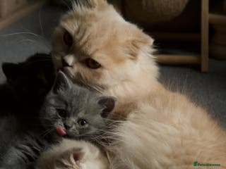 Scottish Fold cats Scottish Fold Kittens - Advert 9