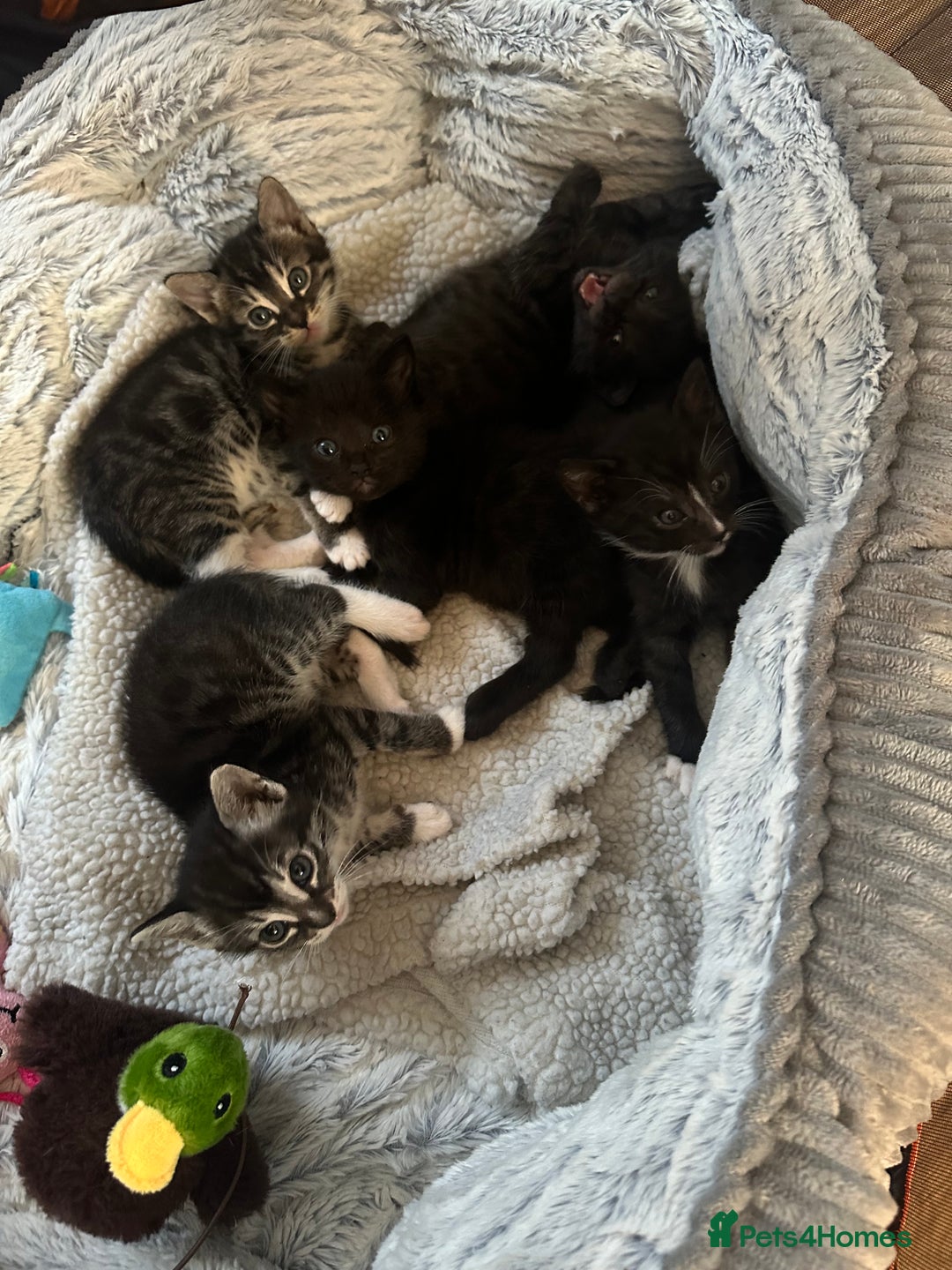 Bengal cats for sale: Queen boo 💕❤️ - Image 1