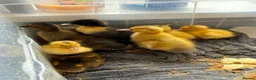 Ducks poultry for sale: Muscovy and silver appleyard ducklings pairs LN4 - Advert 3