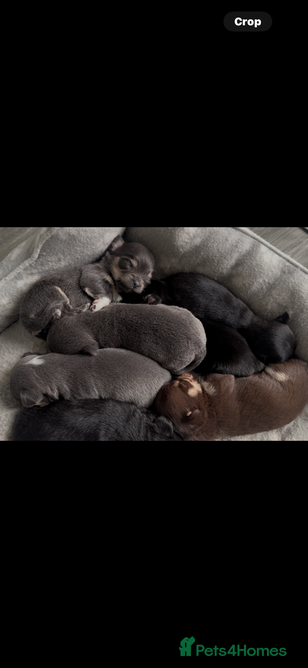 Chihuahua dogs for sale: X7 chihuahua puppies  - Image 1