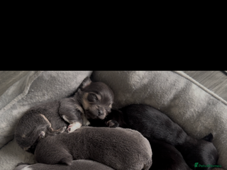 Chihuahua dogs - Advert 10