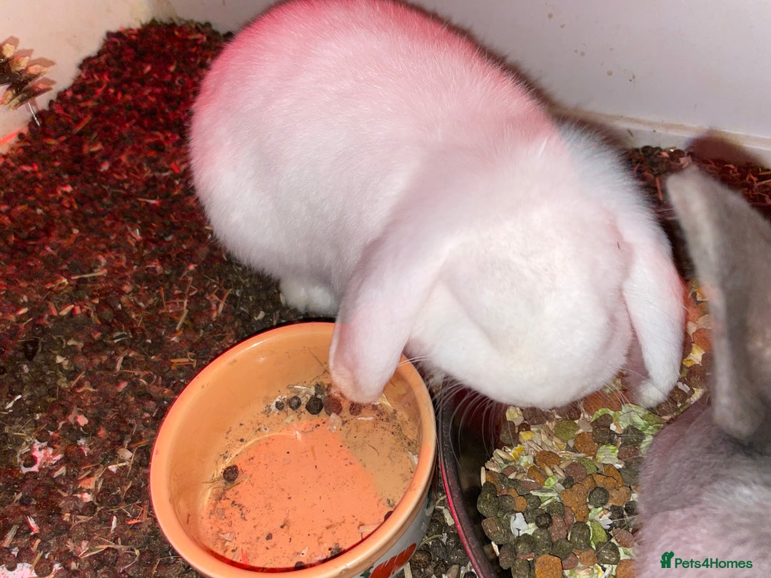 Mixed Breed rabbits for sale: 2 rabbits with cage - Advert 4