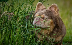 French Bulldog dogs for stud: NEWSHADE ISABELLA FLUFFY STUD - Image 4
