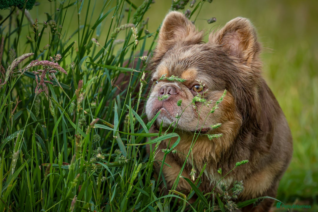 French Bulldog dogs for stud: NEWSHADE ISABELLA FLUFFY STUD - Image 4