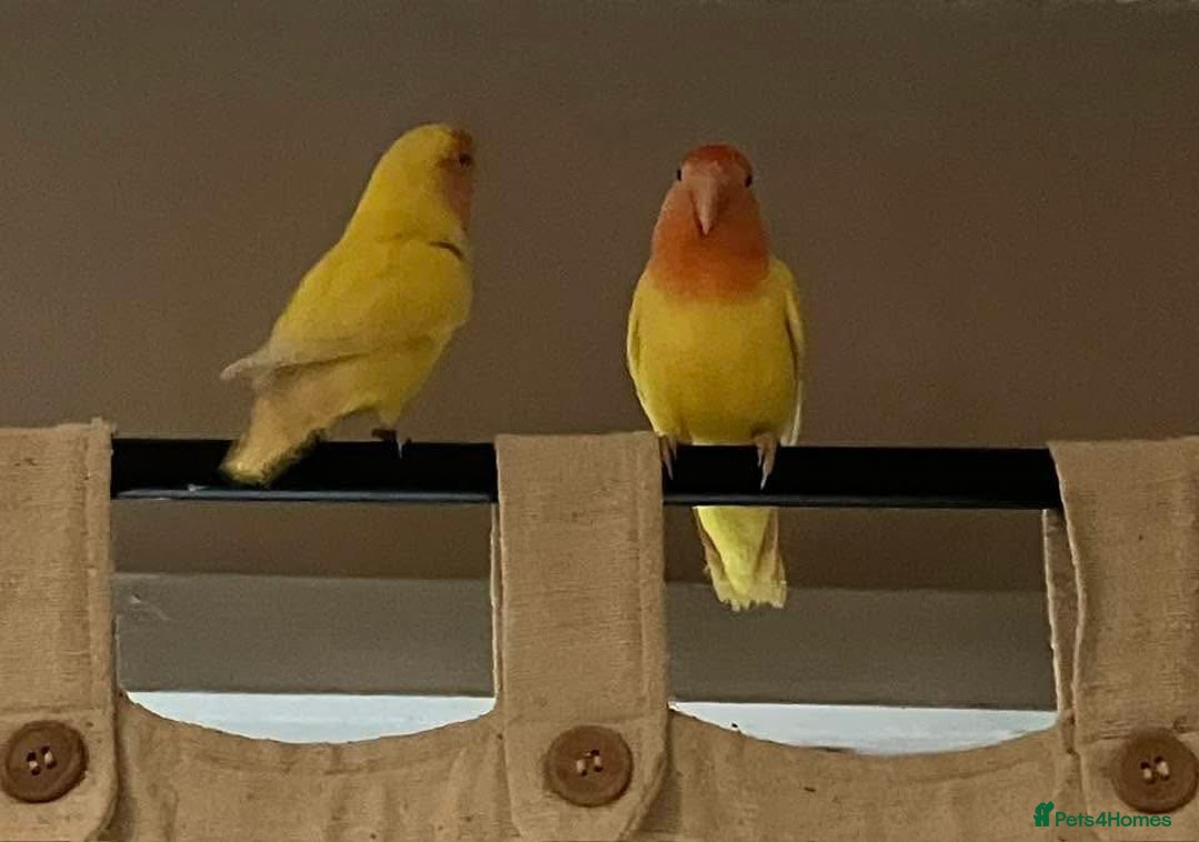 Lovebirds birds for sale: Lutino Peach Faced Lovebird - Female  - Advert 1