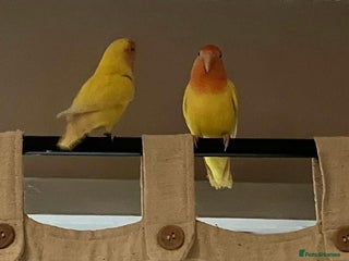 Lovebirds birds Lutino Peach Faced Lovebird - Female - Advert 1