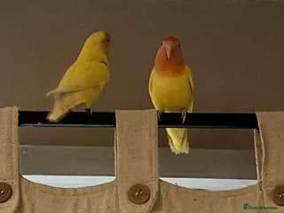 Lovebirds birds Lutino Peach Faced Lovebird - Female - Advert 16