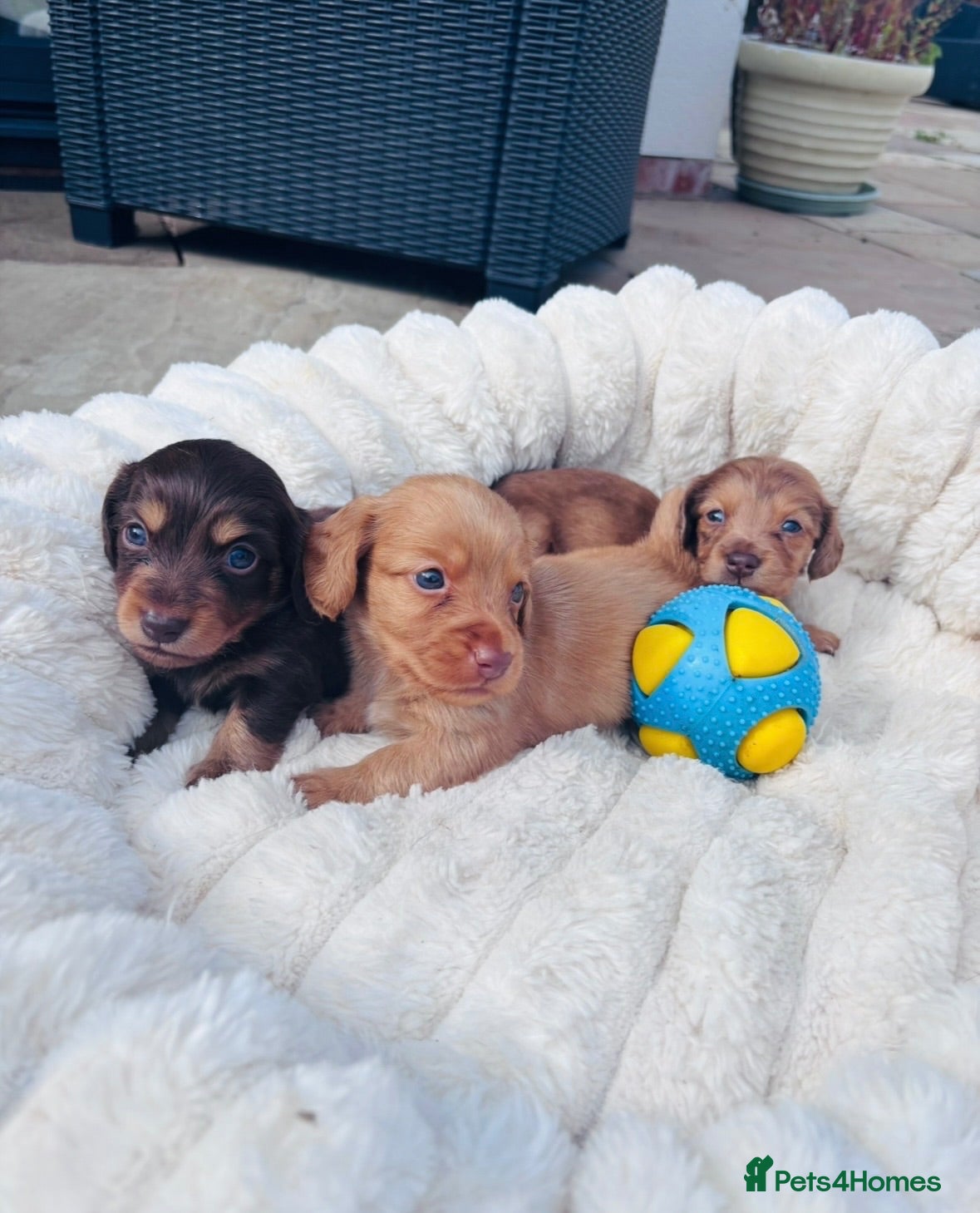 Miniature Dachshund dogs True mini dachshund puppies  - Advert 2