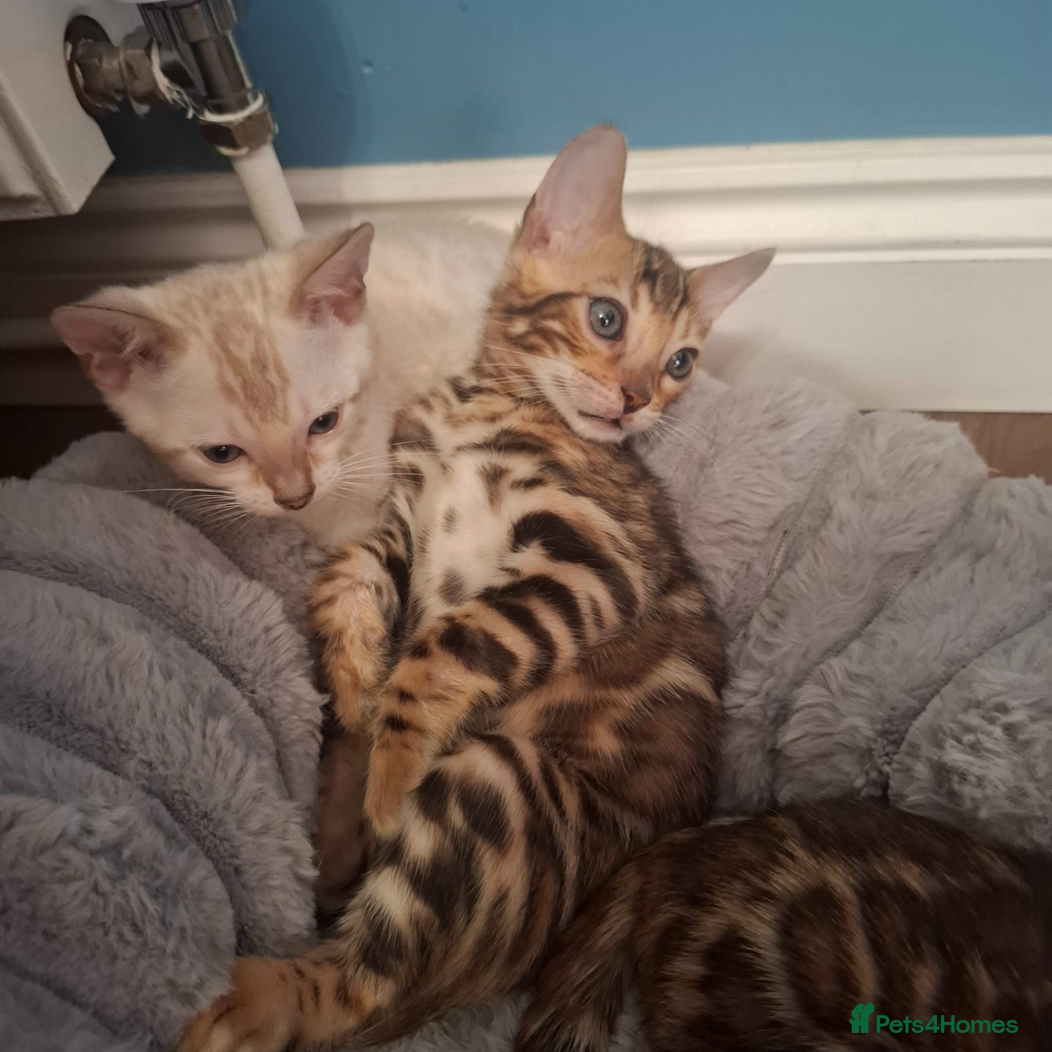 Bengal cats Stunning Bengal Kittens  - Advert 6