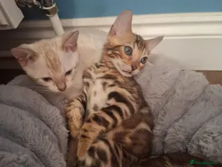 Bengal cats Stunning Bengal Kittens - Advert 6