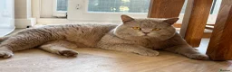 British Shorthair cats for stud: HEALTH TESTED. PROVEN. PEDIGREE  - Advert 6