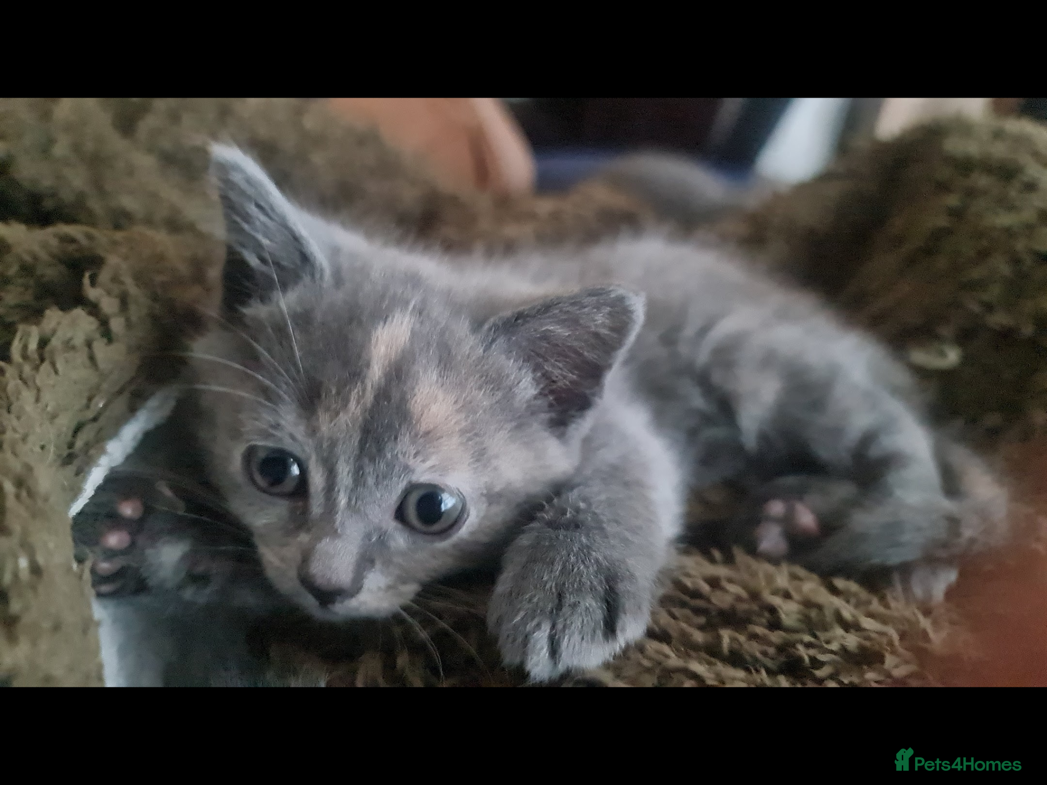 Ragdoll cats British short hair & ragdoll x - Advert 12