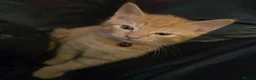 Mixed Breed cats for sale: Tabby & ginger and white kittens  - Advert 8