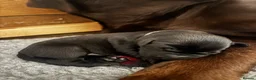 Labrador Retriever dogs for sale: Exceptional KC-Registered Black Labrador Puppies  in Saltburn-by-the-Sea - Advert 4