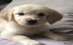 Golden Retriever dogs for sale: Super litter of Goldie pups carrying some colour  - Image 14