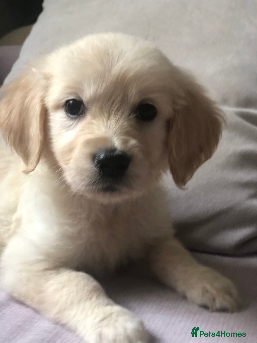 Golden Retriever dogs for sale: Super litter of Goldie pups carrying some colour  - Image 14