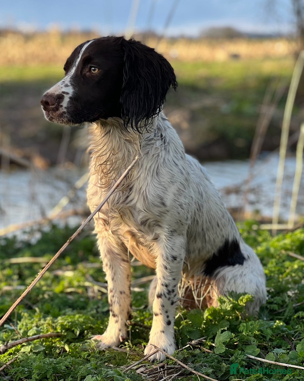 English Springer Spaniel dogs KC English Springer Spaniel Pups - Advert 3