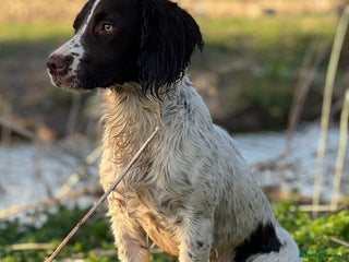 English Springer Spaniel dogs KC English Springer Spaniel Pups - Advert 1