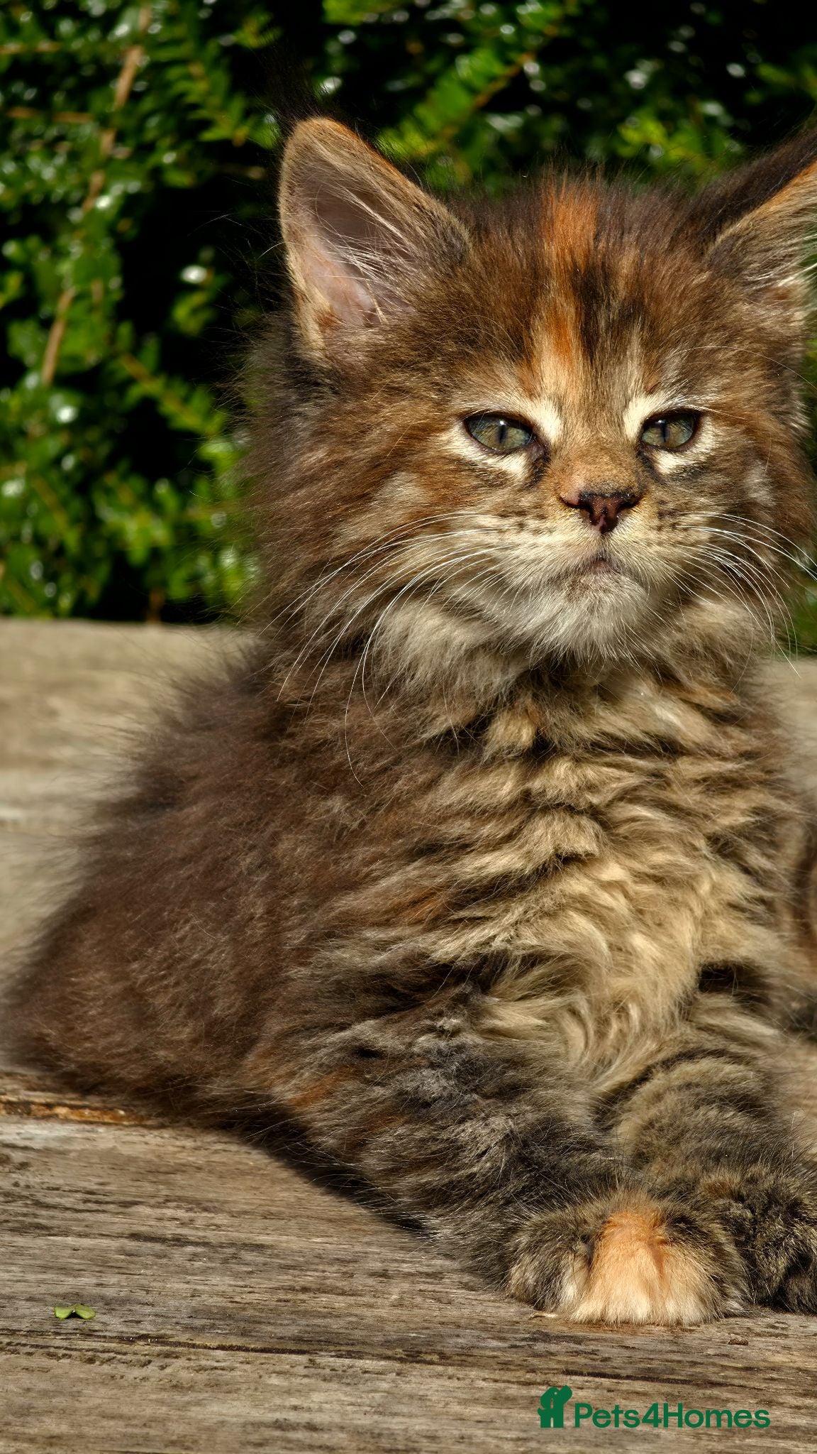 Maine Coon cats for sale: Stunning Mainecoons  - Advert 1